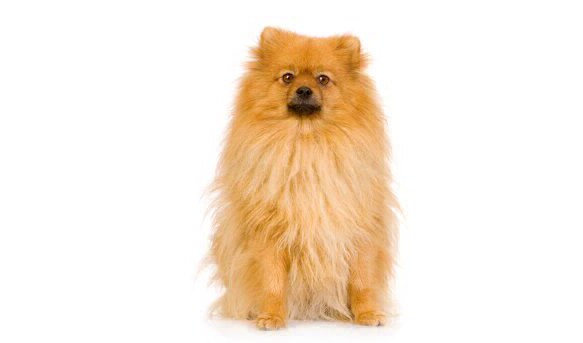 Can You Identify The Special Dog Breed? - Quiz, Trivia & Questions